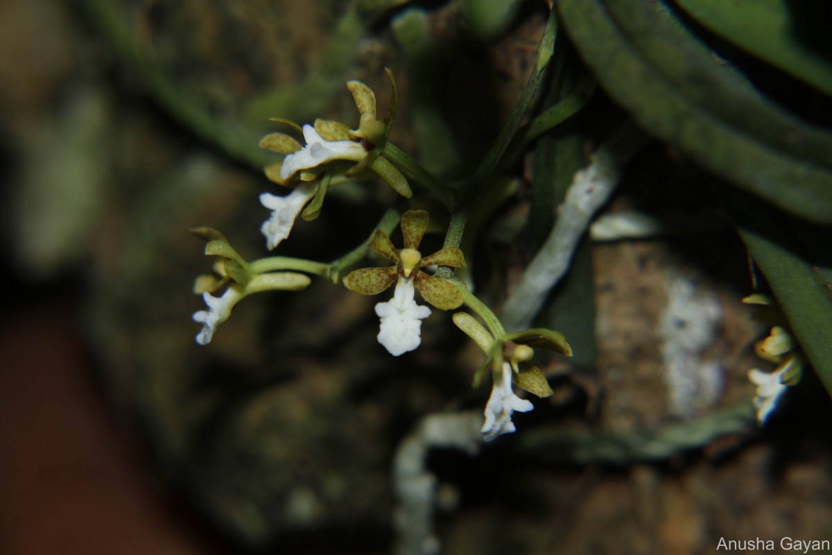 Trichoglottis quadriga Atthan., C.Bandara, Peiris & Kumar
